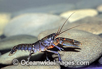 Cherax sp. Crayfish Photo - Gary Bell