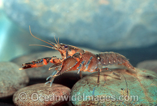 Freshwater Yabby Crayfish photo