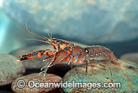 Freshwater Yabby Crayfish Photo - Gary Bell