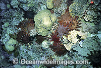 Crown-of-thorns Starfish feeding on Corals Photo - Gary Bell