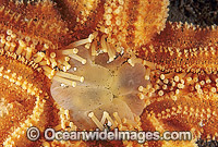 Northern Pacific Sea Star Asterias amurensis Photo - Gary Bell