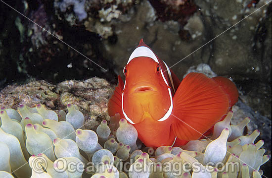 Spine-cheek Clownfish photo