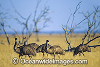 Flock of Emus Dromaius novaehollandiae Photo - Gary Bell