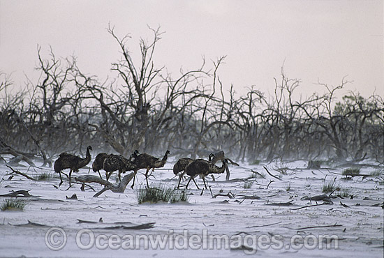 Flock of Emus in sand storm photo