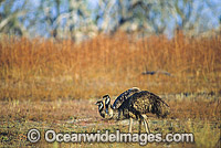 Pair of Emus Dromaius novaehollandiae Photo - Gary Bell