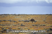 Emu on a desert plain Photo - Gary Bell