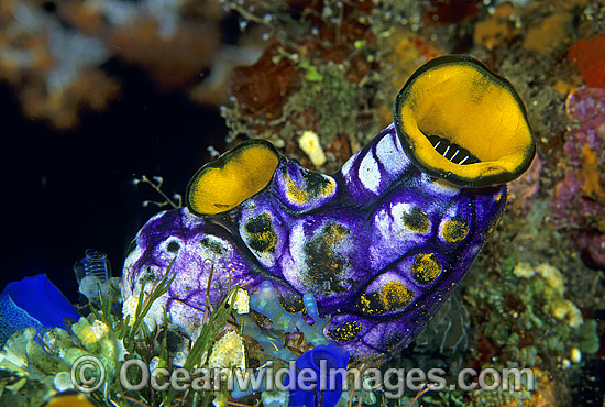 Tunicate photos