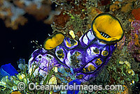 Solitary Sea Tunicate Polycarpa aurata Photo - Gary Bell