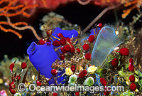 Sea Squirts Photo - Gary Bell