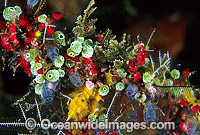 Ascidians with Strawberry Tunicate Photo - Gary Bell
