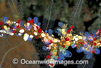 Sea Tunicates Ascidians Photo - Gary Bell