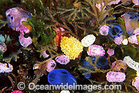 Sea Squirts and Blue Tunicate Photo - Gary Bell