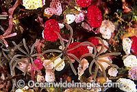Ascidians and Strawberry Tunicate Photo - Gary Bell