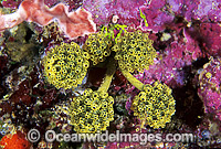 Sea Tunicates Oxycorynia sp. Photo - Gary Bell