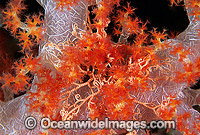 Basket Star on Soft Coral Photo - Gary Bell