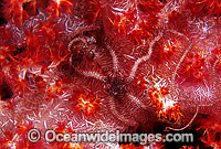 Brittle Star on Soft Coral Photo - Gary Bell