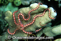 Brittle Star on Hard Coral Photo - Gary Bell