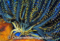 Feather Star Photo - Gary Bell