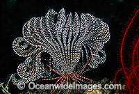 Feather Star Photo - Gary Bell
