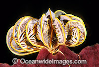 Feather Star on sponge Photo - Gary Bell