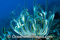 Crinoid Comantheria sp. Photo - Gary Bell