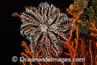 Feather Star Reometra sp. Photo - Gary Bell