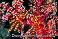 Feather Star on Soft Coral Photo - Gary Bell