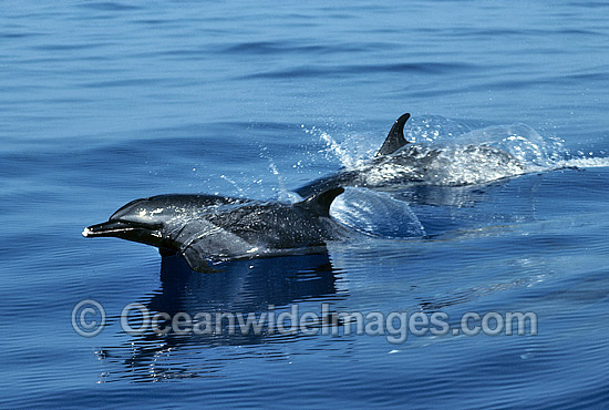 Pod of Short-beaked Common Dolphin photo