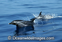 Pod of Short-beaked Common Dolphin Photo - John Ashley