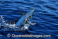 Barracuda caught on fishing hook line Photo - John Ashley