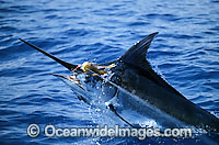 Indo-Pacific Blue Marlin Makaira mazara Photo - John Ashley