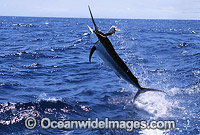 Black Marlin Billfish Makaira indica breaching Photo - John Ashley