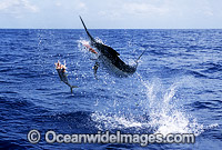 Black Marlin breaching Photo - John Ashley