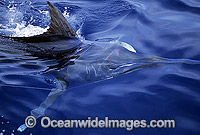Black Marlin gliding beneath surface Photo - John Ashley
