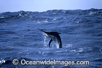 Black Marlin Makaira indica breaching Photo - John Ashley
