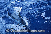 Blue Marlin Makaira mazara Billfish Photo - John Ashley
