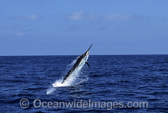Black Marlin after taking a bait photo