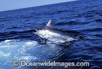 Black Marlin after taking a bait Photo - John Ashley