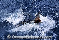 Black Marlin Makaira indica Photo - John Ashley