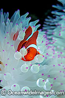 Spine-cheek Clownfish Photo - Gary Bell