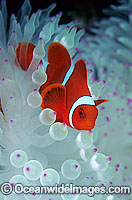 Spine-cheek Anemonefish Tomato Clownfish Photo - Gary Bell