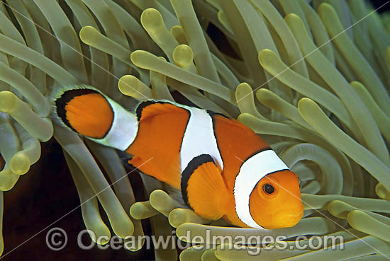 Western Clownfish Amphiprion ocellaris photo