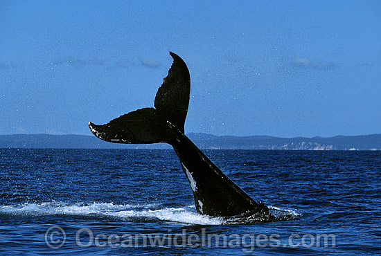 Humpback Whale tail fluke slapping on surface photo