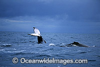 Humpback Whales tail fluke dorsal fin on surface Photo - Gary Bell