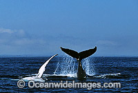 Humpback Whales pectoral fin tail fluke slapping Photo - Gary Bell