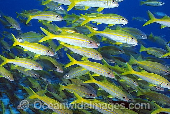 Yellow-striped Goatfish Mulloidichthys vanicolensis photo