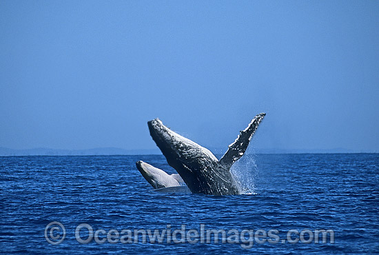 Humpback Whale mother calf breaching photo