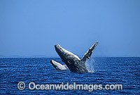 Humpback Whale mother calf breaching Photo - Gary Bell