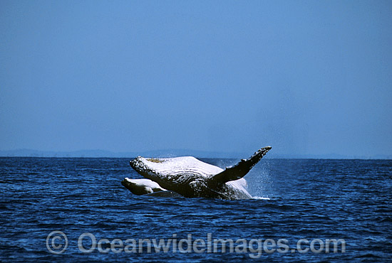 Humpback Whale breaching mother and calf photo