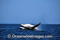 Humpback Whale breaching mother and calf Photo - Gary Bell